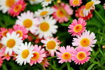 25032015_Hong Kong Flower Show_Kiku菊花00010