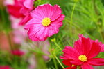 25032015_Hong Kong Flower Show_Kiku菊花00011
