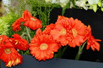 25032015_Hong Kong Flower Show_Kiku菊花00012