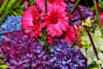 25032015_Hong Kong Flower Show_Kiku菊花00014