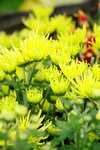 25032015_Hong Kong Flower Show_Kiku菊花00016