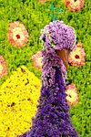 25032015_Hong Kong Flower Show_Kiku菊花00019