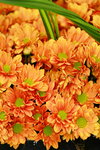 25032015_Hong Kong Flower Show_Kiku菊花00020
