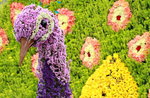 25032015_Hong Kong Flower Show_Kiku菊花00022