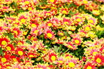 25032015_Hong Kong Flower Show_Kiku菊花00023