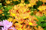 25032015_Hong Kong Flower Show_Kiku菊花00024