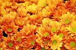 25032015_Hong Kong Flower Show_Kiku菊花00026