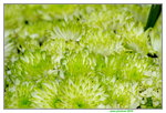 25032015_Hong Kong Flower Show_Kiku菊花00027