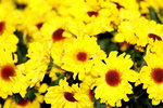 25032015_Hong Kong Flower Show_Kiku菊花00028