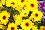 25032015_Hong Kong Flower Show_Kiku菊花00029