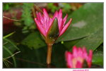 25032015_Hong Kong Flower Show_Lotus蘭花00003