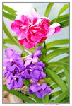 25032015_Hong Kong Flower Show_Orchid蘭花00001
