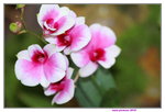 25032015_Hong Kong Flower Show_Orchid蘭花00004