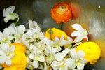 25032015_Hong Kong Flower Show_Orchid蘭花00008