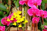 25032015_Hong Kong Flower Show_Orchid蘭花00011