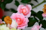 25032015_Hong Kong Flower Show_Rose玫瑰花00004