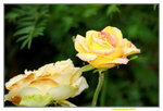 25032015_Hong Kong Flower Show_Rose玫瑰花00006