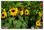 25032015_Hong Kong Flower Show_Sunflower向日葵_1
