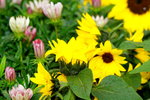 25032015_Hong Kong Flower Show_Sunflower向日葵_2