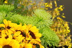 25032015_Hong Kong Flower Show_Sunflower向日葵_3