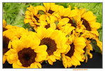 25032015_Hong Kong Flower Show_Sunflower向日葵_4