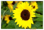 25032015_Hong Kong Flower Show_Sunflower向日葵_6