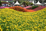 20032015_Hong Kong Flower Show_三色堇00013