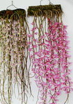 25032015_Hong Kong Flower Show_Varieties00012