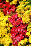 25032015_Hong Kong Flower Show_Varieties00013