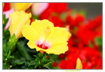 25032015_Hong Kong Flower Show_Hibiscus一品紅00004