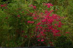 05042015_Lingnan Garden Snapshots00010