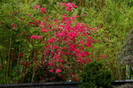 05042015_Lingnan Garden Snapshots00011