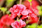 25032015_Hong Kong Flower Show_Lovely Azalea錦繡杜鵑00004