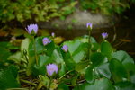 11102015_Ma Wan Park Snapshots00003