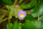 11102015_Ma Wan Park Snapshots00004