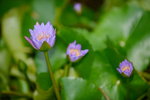 11102015_Ma Wan Park Snapshots00005