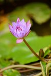 21032015_Ma Wan Park Snapshots00013