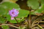 21032015_Ma Wan Park Snapshots00016
