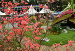 20032015_Hong Kong Flower Show_華麗杜鵑00005