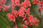 20032015_Hong Kong Flower Show_華麗杜鵑00008