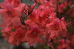 20032015_Hong Kong Flower Show_華麗杜鵑00014