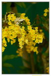 20032015_Hong Kong Flower Show_跳舞蘭00001