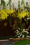 20032015_Hong Kong Flower Show_跳舞蘭00004