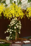 20032015_Hong Kong Flower Show_跳舞蘭00005