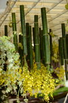 20032015_Hong Kong Flower Show_跳舞蘭00006