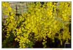 20032015_Hong Kong Flower Show_跳舞蘭00008