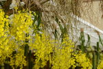 20032015_Hong Kong Flower Show_跳舞蘭00010
