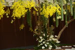 20032015_Hong Kong Flower Show_跳舞蘭00011