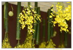 20032015_Hong Kong Flower Show_跳舞蘭00012
