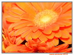 20032015_Hong Kong Flower Show_菊花00004